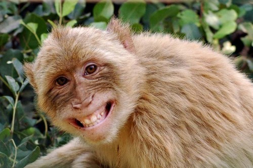 scimmia-felice